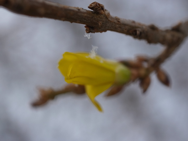 f:id:elmikamino:20101210100317j:image