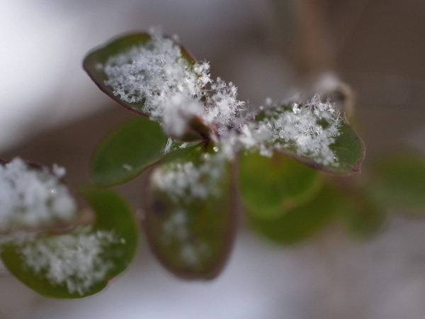 f:id:elmikamino:20101210100458j:image