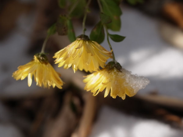 f:id:elmikamino:20101210100958j:image
