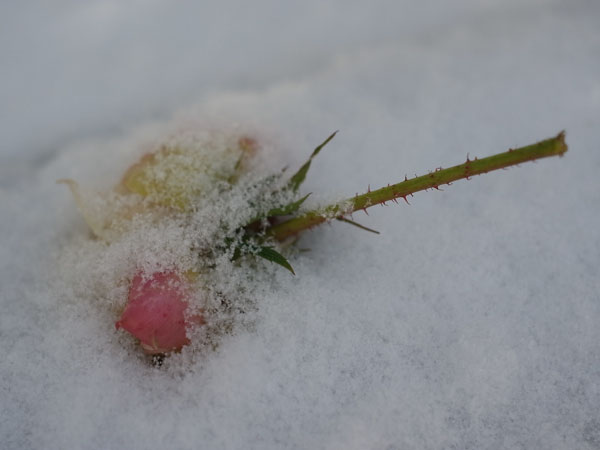 f:id:elmikamino:20101210101320j:image