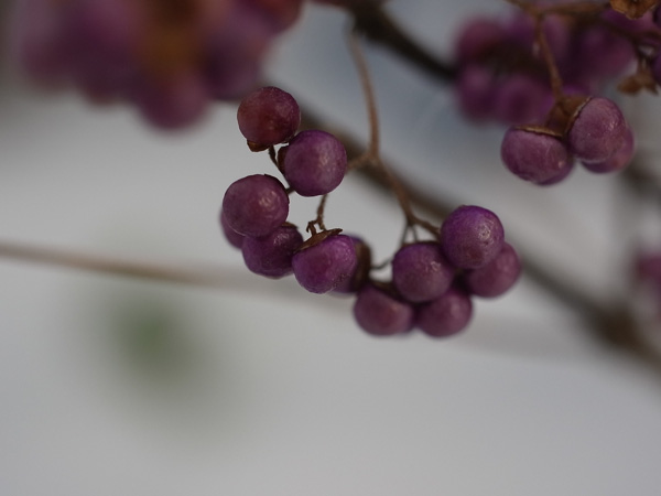 f:id:elmikamino:20101210102040j:image