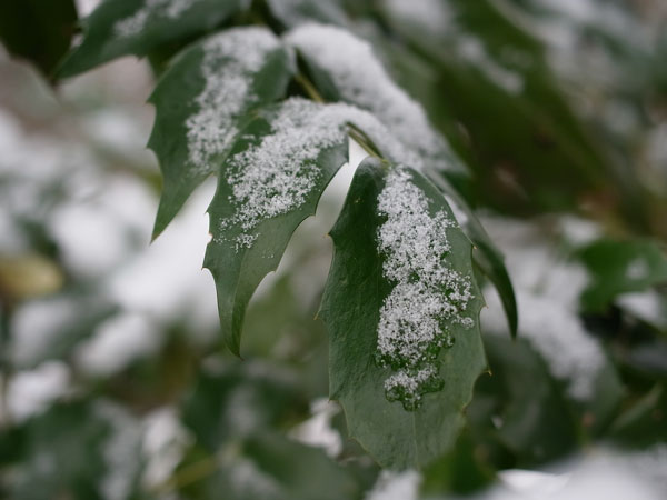 f:id:elmikamino:20101210102557j:image