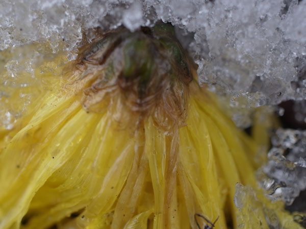 f:id:elmikamino:20101211121920j:image f:id:elmikamino:20101211121920j:image