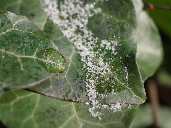 f:id:elmikamino:20101217093528j:image