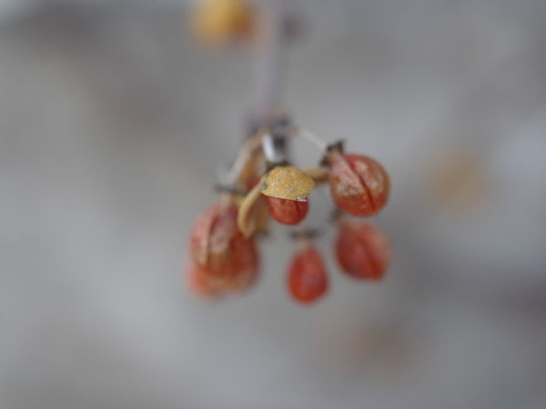 f:id:elmikamino:20101217093905j:image