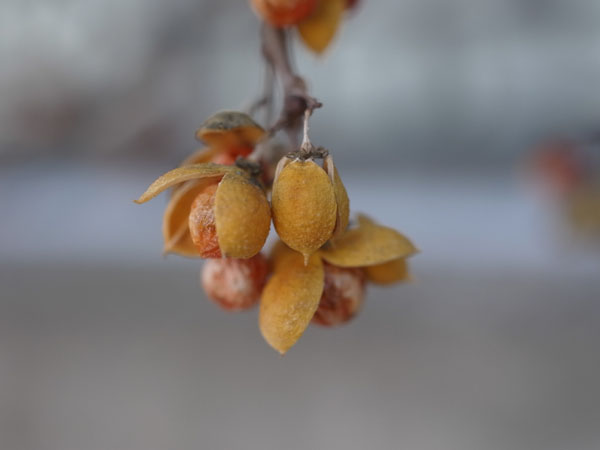 f:id:elmikamino:20101217093928j:image