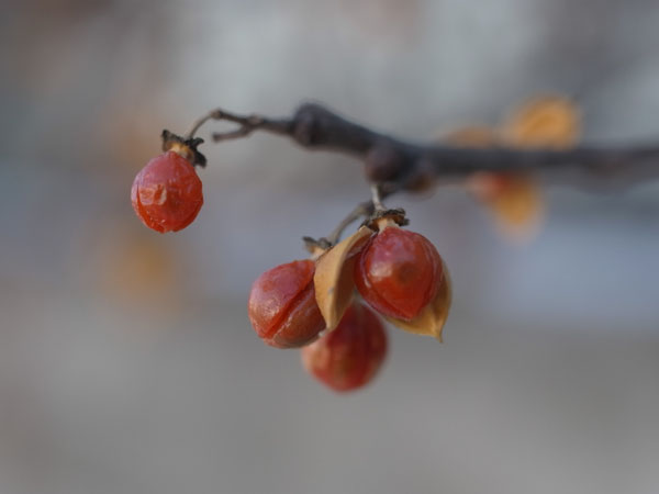 f:id:elmikamino:20101217093936j:image