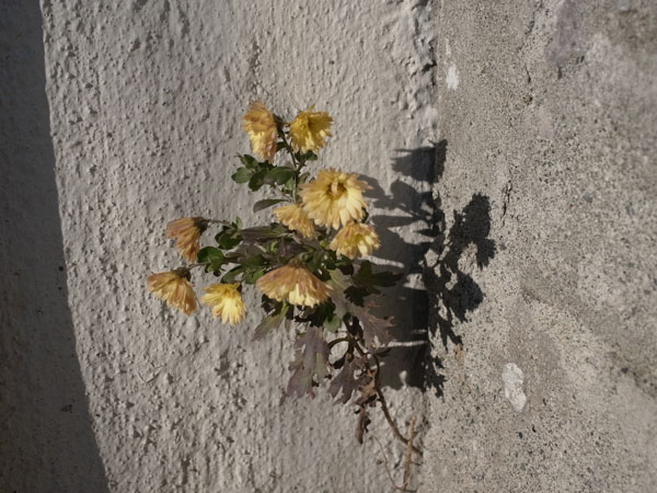 f:id:elmikamino:20101217094143j:image