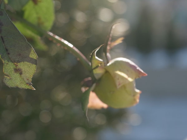 f:id:elmikamino:20101217094746j:image