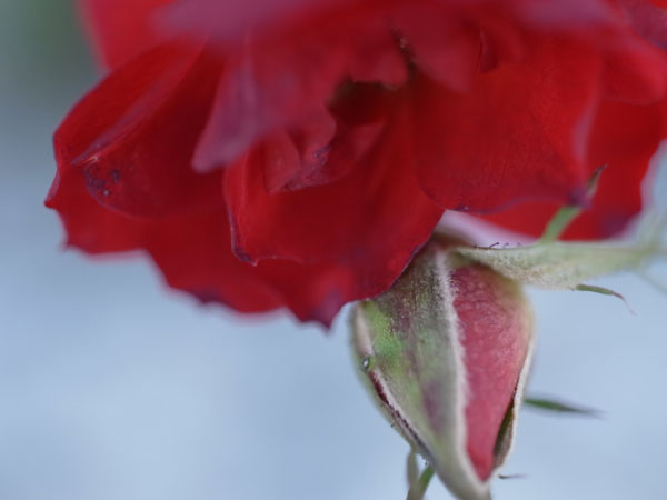 f:id:elmikamino:20101217095325j:image