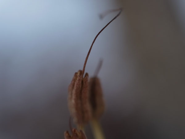 f:id:elmikamino:20101217095425j:image