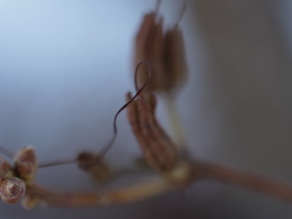 f:id:elmikamino:20101217095432j:image