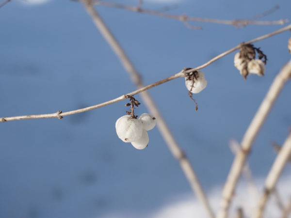 f:id:elmikamino:20101217100121j:image