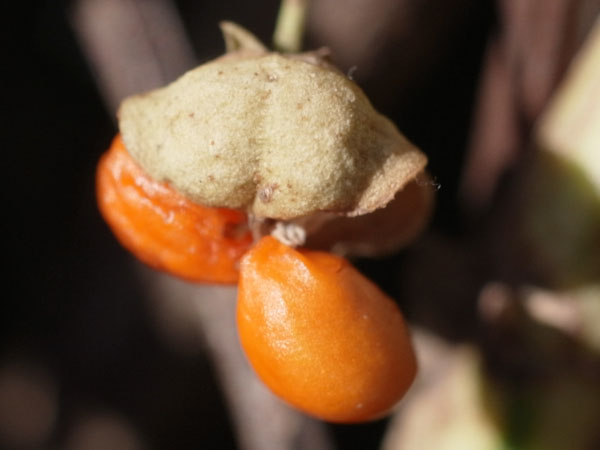 f:id:elmikamino:20101217100243j:image