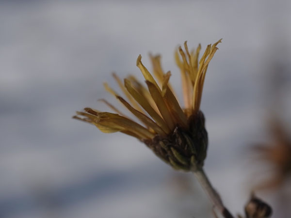 f:id:elmikamino:20101217100328j:image