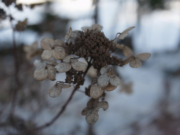 f:id:elmikamino:20101217100545j:image