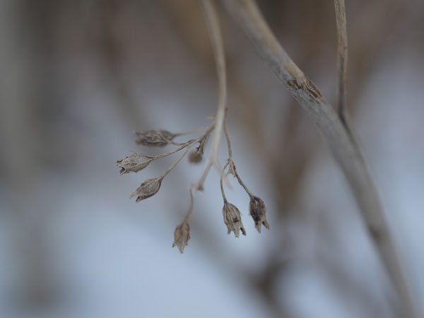 f:id:elmikamino:20101217100619j:image