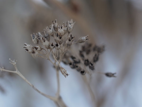 f:id:elmikamino:20101217100624j:image