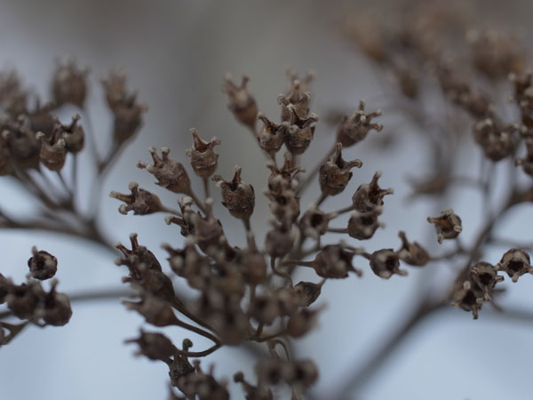 f:id:elmikamino:20101217100653j:image