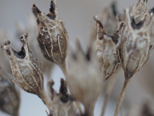 f:id:elmikamino:20101217100715j:image