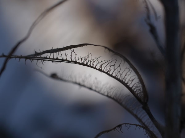 f:id:elmikamino:20101217100732j:image