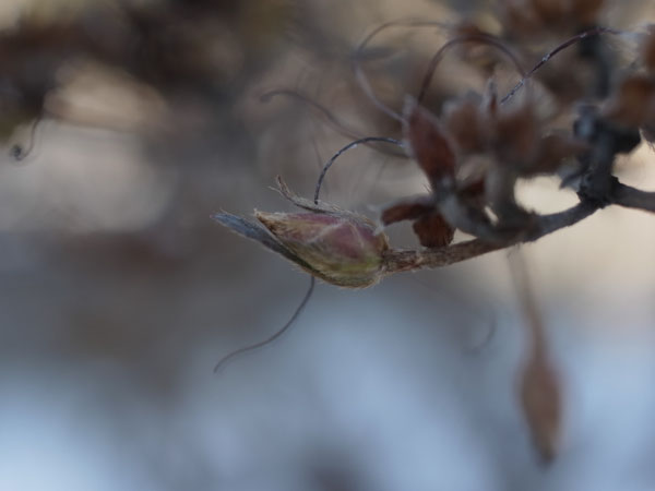 f:id:elmikamino:20101217100802j:image