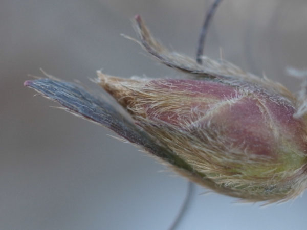 f:id:elmikamino:20101217100809j:image