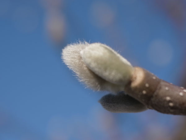 f:id:elmikamino:20101217100838j:image