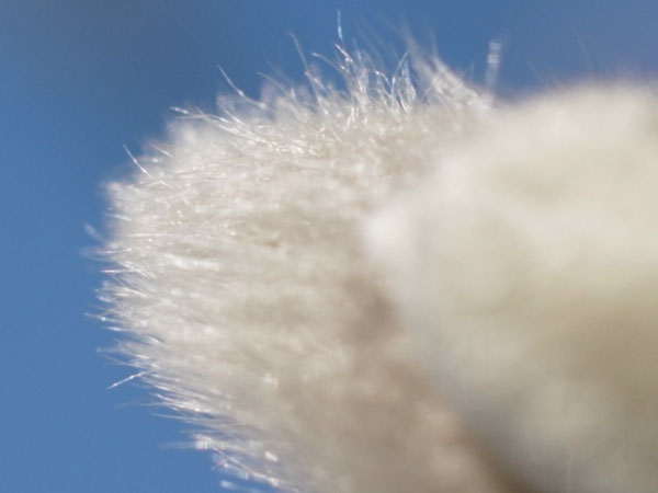 f:id:elmikamino:20101217100904j:image