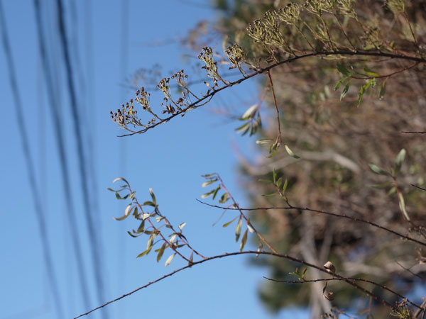 f:id:elmikamino:20101217101045j:image