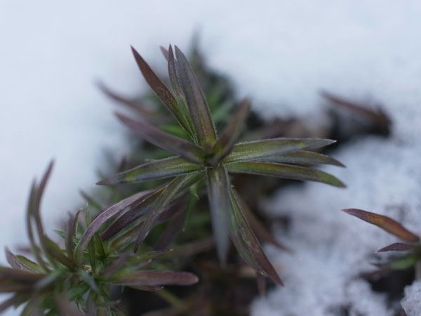 f:id:elmikamino:20101217101154j:image