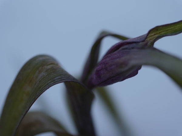 f:id:elmikamino:20101217101222j:image