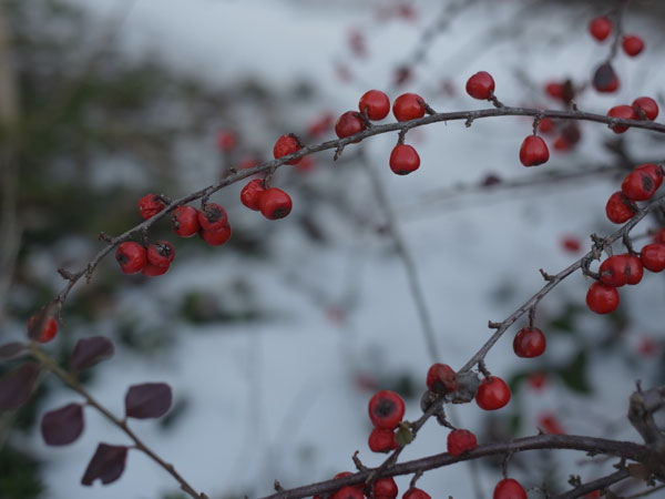 f:id:elmikamino:20101217101345j:image