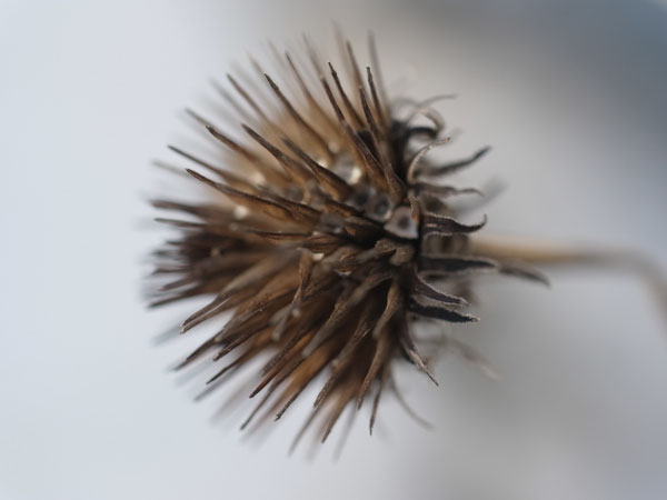 f:id:elmikamino:20101217101454j:image