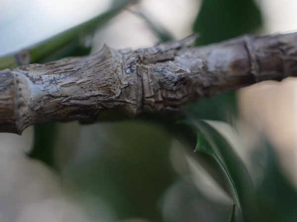 f:id:elmikamino:20101217101741j:image