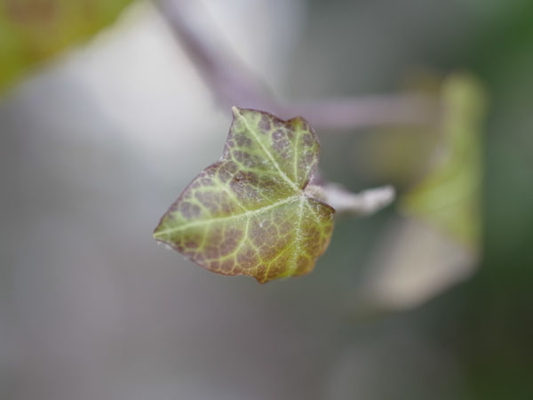 f:id:elmikamino:20101217101827j:image