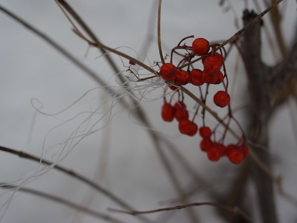 f:id:elmikamino:20101222123605j:image