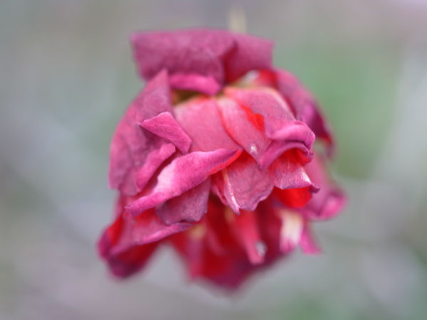 f:id:elmikamino:20101222123606j:image