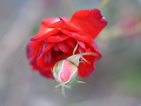 f:id:elmikamino:20101222123607j:image
