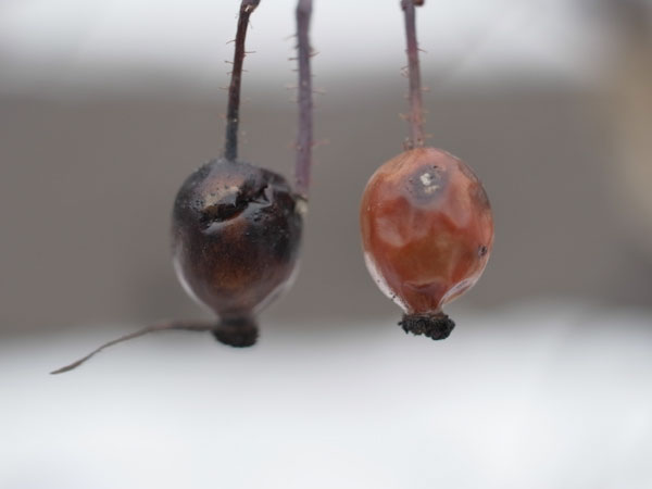 f:id:elmikamino:20101222123608j:image