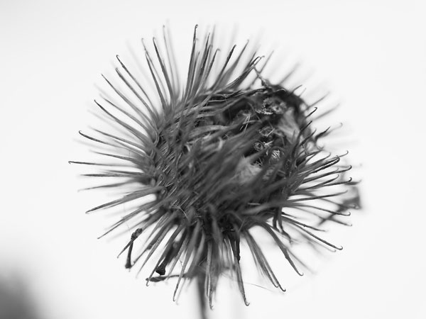 f:id:elmikamino:20101222123609j:image