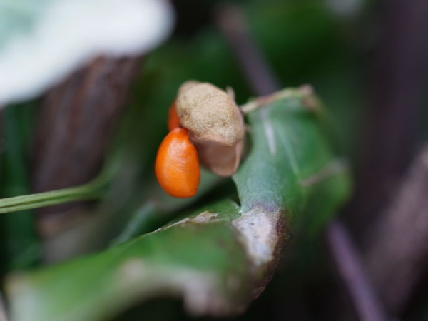 f:id:elmikamino:20101222123612j:image