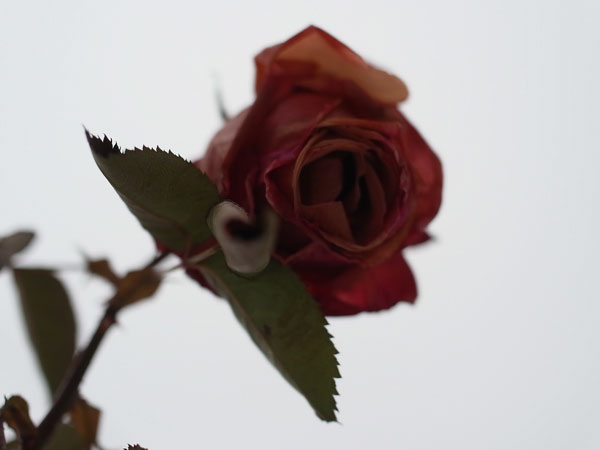 f:id:elmikamino:20101222123614j:image