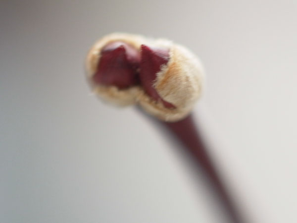 f:id:elmikamino:20101222123617j:image