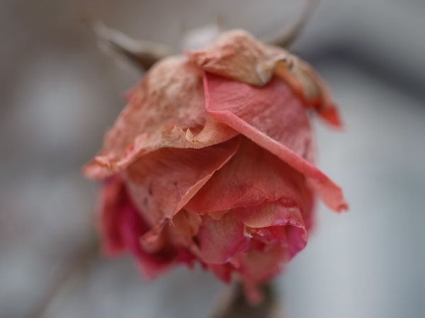 f:id:elmikamino:20101222123619j:image