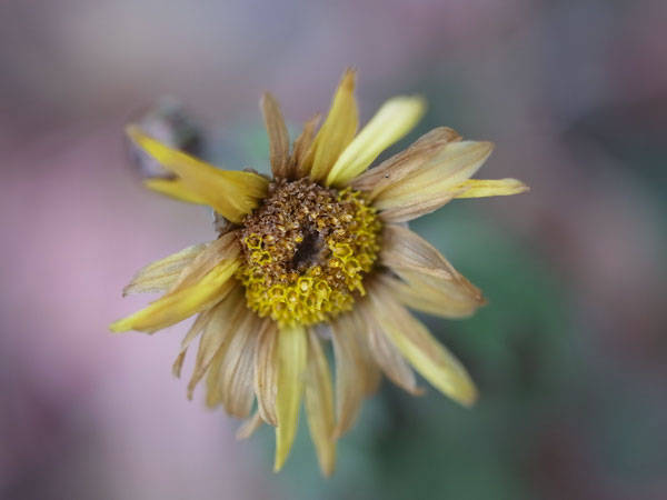 f:id:elmikamino:20101222123620j:image
