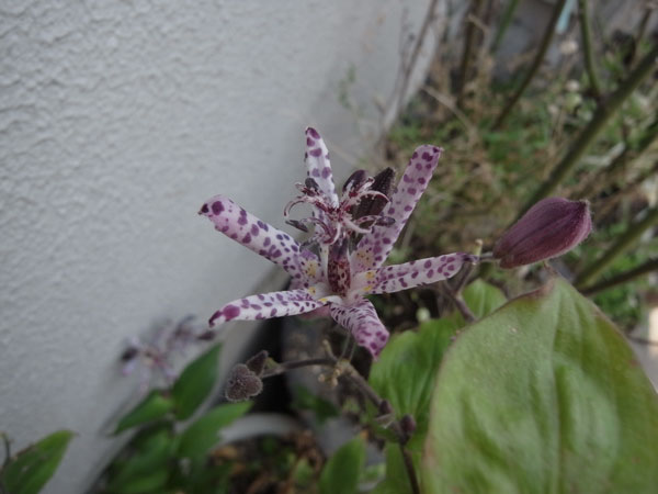 f:id:elmikamino:20101222180730j:image