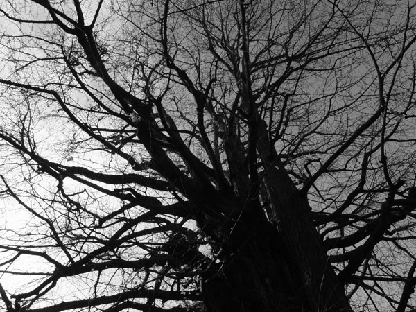 f:id:elmikamino:20101222221040j:image