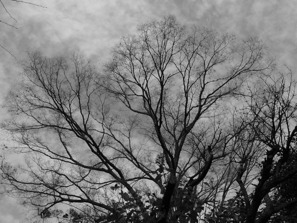 f:id:elmikamino:20101222221046j:image