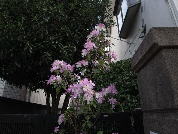 f:id:elmikamino:20101222221052j:image